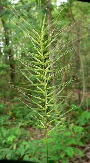 {Elymus hystrix var. hystrix}